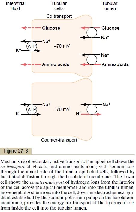 Tubular Reabsorption Includes Passive And Active Mechanisms