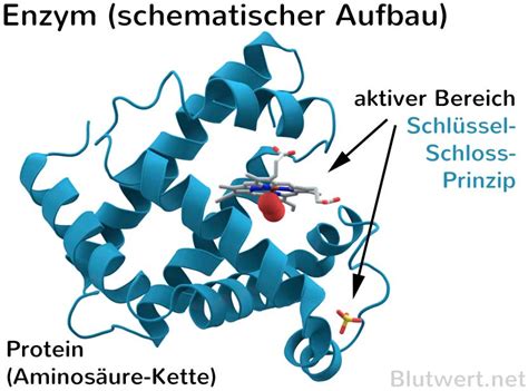 Enzyme Aufbau Und Funktion Einfach Erkl Rt