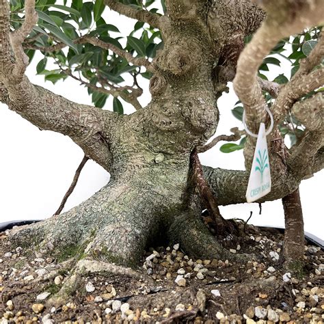 Ficus Retusa 60 Cm