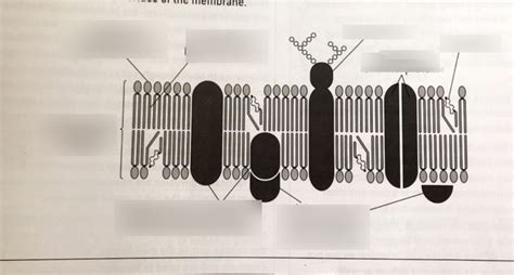 Fluid mosaic model Diagram | Quizlet