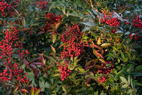 How To Grow And Care For Yaupon Holly