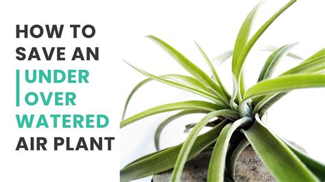 Best Tips How To Save Your Underwatered And Overwatered Air Plants