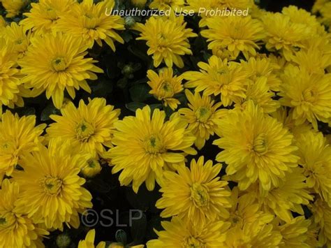 Plantfiles Pictures Chrysanthemum Garden Mum Florists Mum Mary