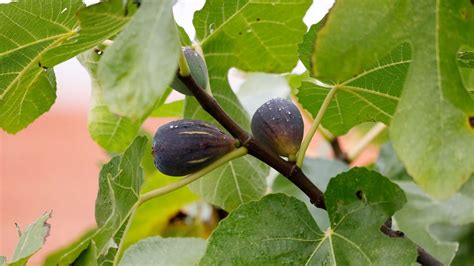 How To Prune Fig Trees Top Tips From The Experts Gardeningetc