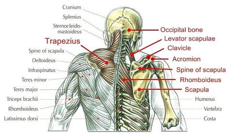 Anatomija MiŠiĆa LeĐa Latissimus Dorsi