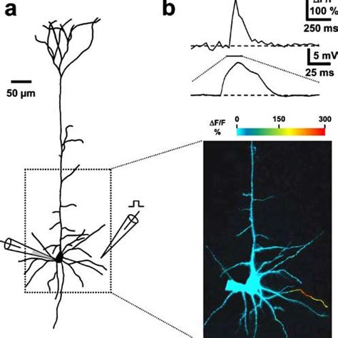 Synaptically Evoked Dendritic Spikes In Cortical Layer V Pyramidal