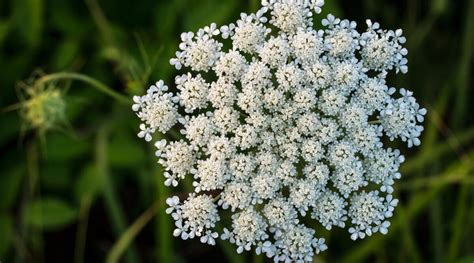 41 Flowering Weeds With Picture Identification