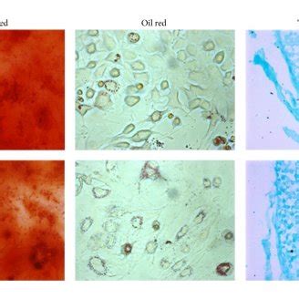 Cell Identification Of Tdscs And Bmscs A Stem Cell Surface Markers