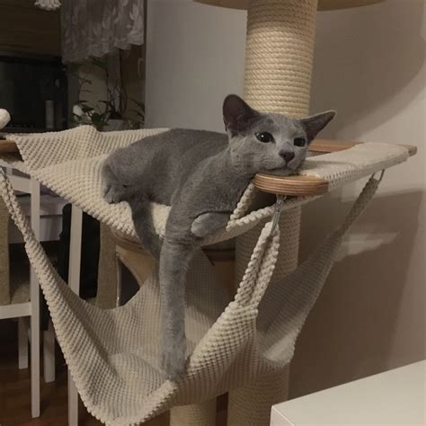 Russian blue cat – Artofit