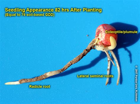 Visual Indicators Of Germination In Corn Purdue University