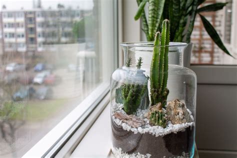 Een Terrarium Ecosysteem Voor Planten Maken Plantleven