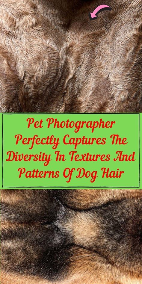 Pet Photographer Perfectly Captures The Diversity In Textures And