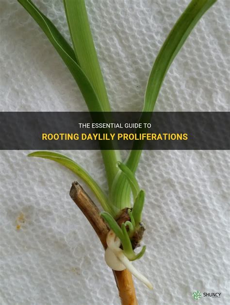 The Essential Guide To Rooting Daylily Proliferations Shuncy