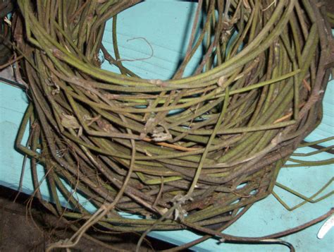 Natural Baskets: Kudzu, Pueraria montana: Preparing kudzu vines for ...