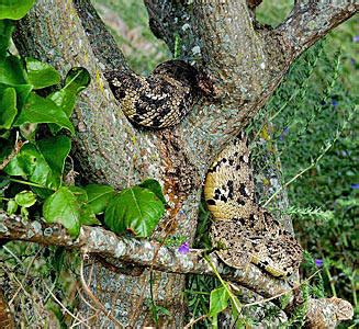 Bitis Arietans Puff Adder