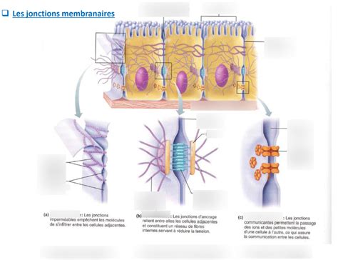 Les Jonctions Membranaires Diagram Quizlet