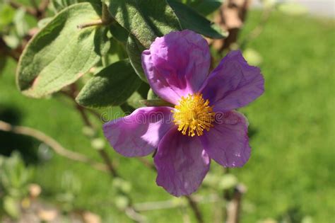 Paper Like White Leaved Rockrose Flowers Cistus Albidus Stock Image