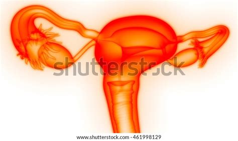 Female Reproductive System 3d Stock Illustration 461998129 Shutterstock