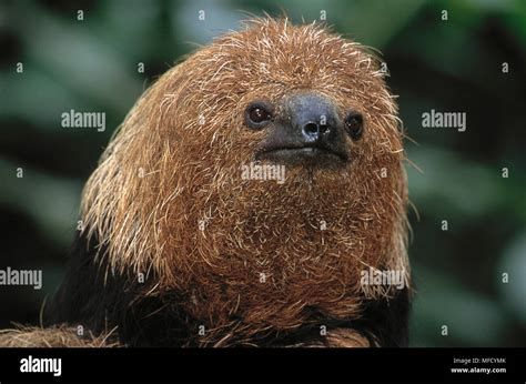 Maned Sloth Bradypus Torquatus Bahia Eastern Brazil South America