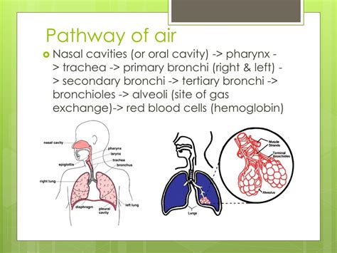 Pathway Of Air Diagram