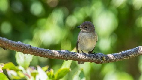 Le gobe mouche noir un oiseau mystère que l on peut voir dans nos