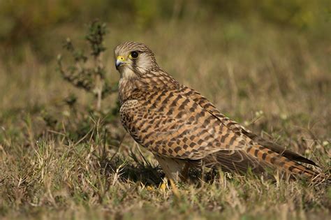 File:Common Kestrel struts the grassland.jpg - Wikimedia Commons