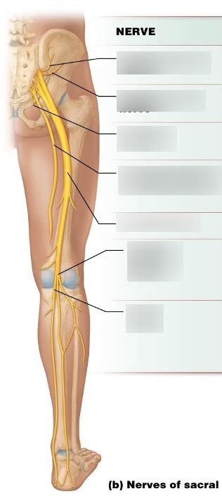 Nerves of Sacral Diagram Diagram | Quizlet