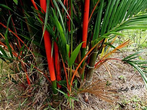 Cyrtostachys Renda Palmera Roja