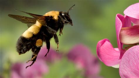 Could A Bumblebee Learn To Play Fetch Probably The Salt Npr