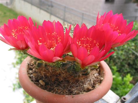 Alphecca: Ancora nuovi fiori della mia collezione di piante grasse ...