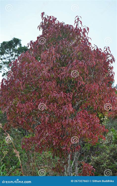 Beautiful Na Tree in Sri Lanka Stock Image - Image of lanka, deciduous ...