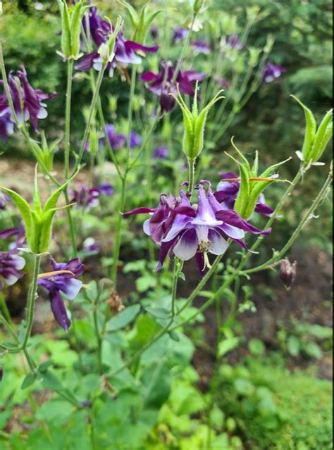 Akelei Aquilegia Ministar Yarinde Tuinplanten En Borders