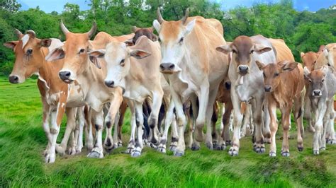 Hewan Ternak Sapi Lembu Memanggil Kawanan Untuk Berkeliaran Di Ladang