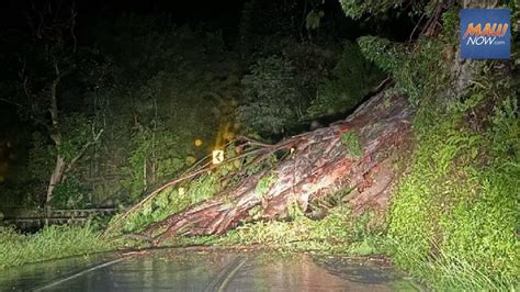 Traffic Advisory Downed tree on Hāna Highway near Mile 7 Maui Now