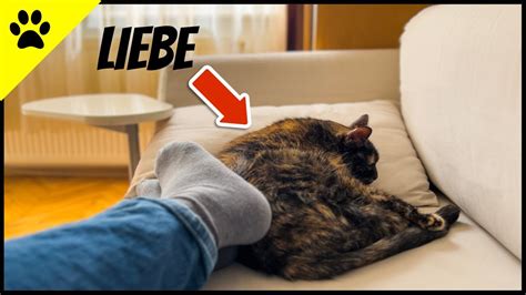 DAS sagt Schlafposition deiner Katze über EURE Beziehung aus YouTube