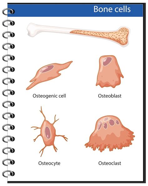 Free Vector Human Bone Cells Anatomy