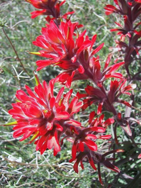 Plantfiles Pictures Castilleja Species Desert Paintbrush Showy