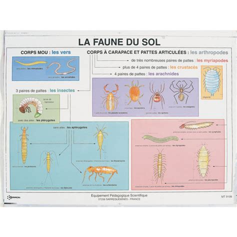 Planche La Faune Du Sol Pierron