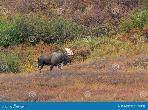 Bull Moose In Denali National Park In Autumn Stock Image Image Of