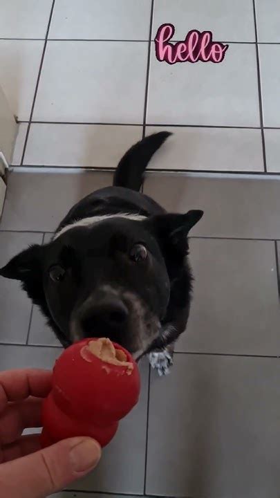Kenny will den Kong! #kongdog Füttern mit Spaß für Hunde - YouTube