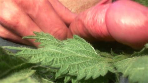 Intense Close Up Cock Torture With Nettles End With Cum Gay BDSM BDSM Porn XHamster
