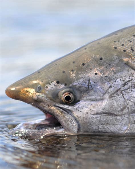 Pacific Fishery Management Council Urges Immediate Ban On Chinook