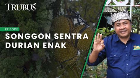 Durian Lokal Naik Kelas Trubus