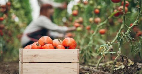 Cómo preparar la tierra para plantar tomates