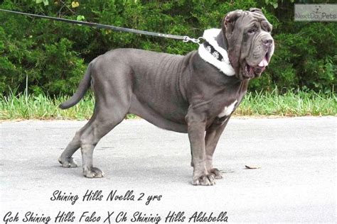 Tawny Neapolitan Mastiff Puppy For Sale Near Springfield Missouri