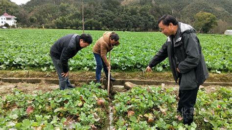 农技专家指导油菜管理忙 开化新闻网