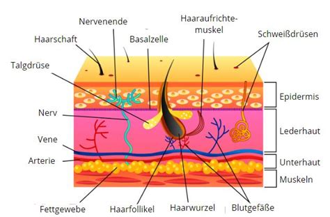 Haut Aufbau Und Funktion Komplette Bersicht