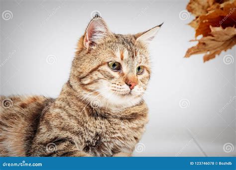 Retrato Del Gato De Gato Atigrado Gris Adorable Con Los Ojos Verdes