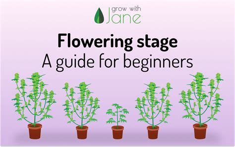 Flowering stage in Cannabis plants: a guide for beginners