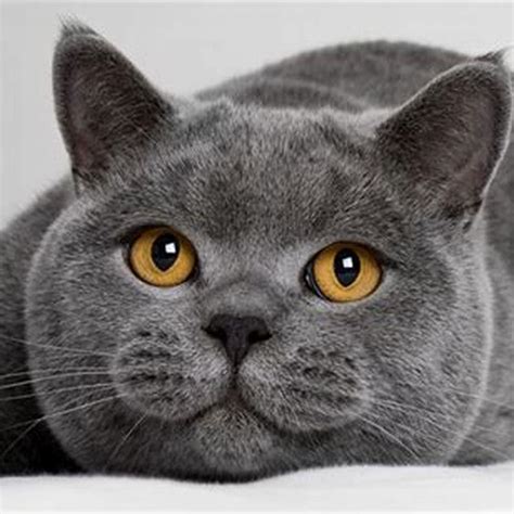 Are British Shorthairs Expensive Diy Seattle